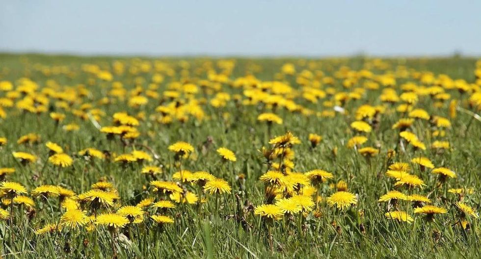 Are Dandelions Poisonous To Dogs? How To Protect Your Pup Kidadl