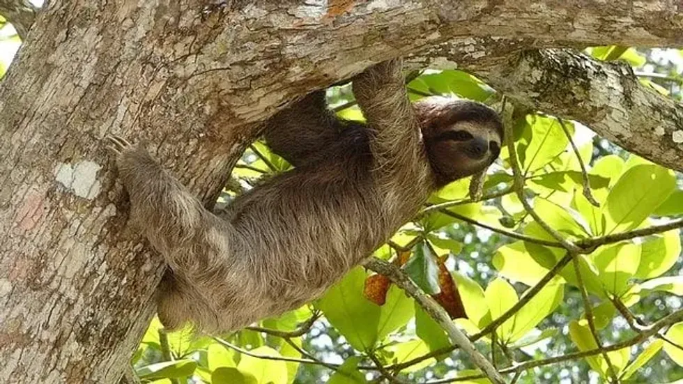 This International Sloth day, raise awareness to save sloths from extinction.