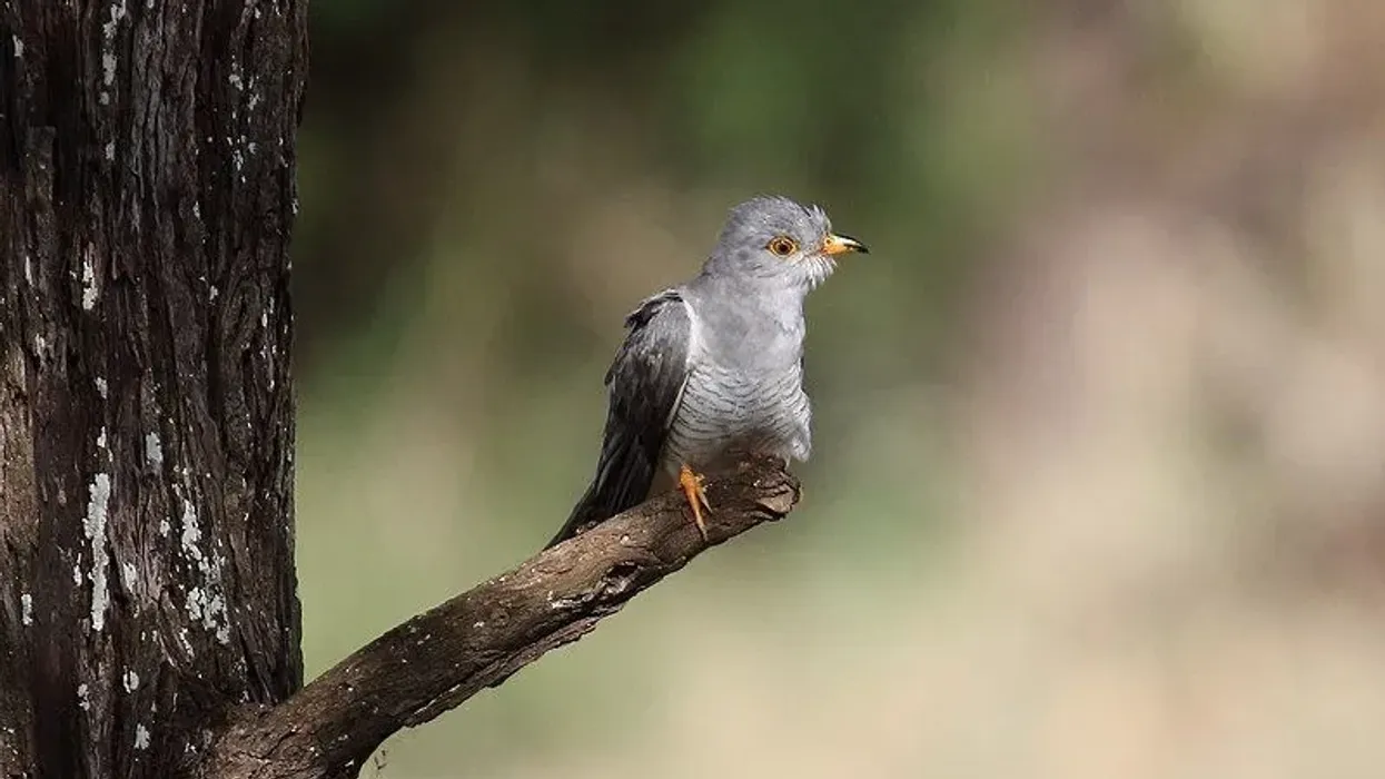 This species of the cuckoo is powerful and has a falcon-like flight. Read these amazing African cuckoo facts that you're sure to love!