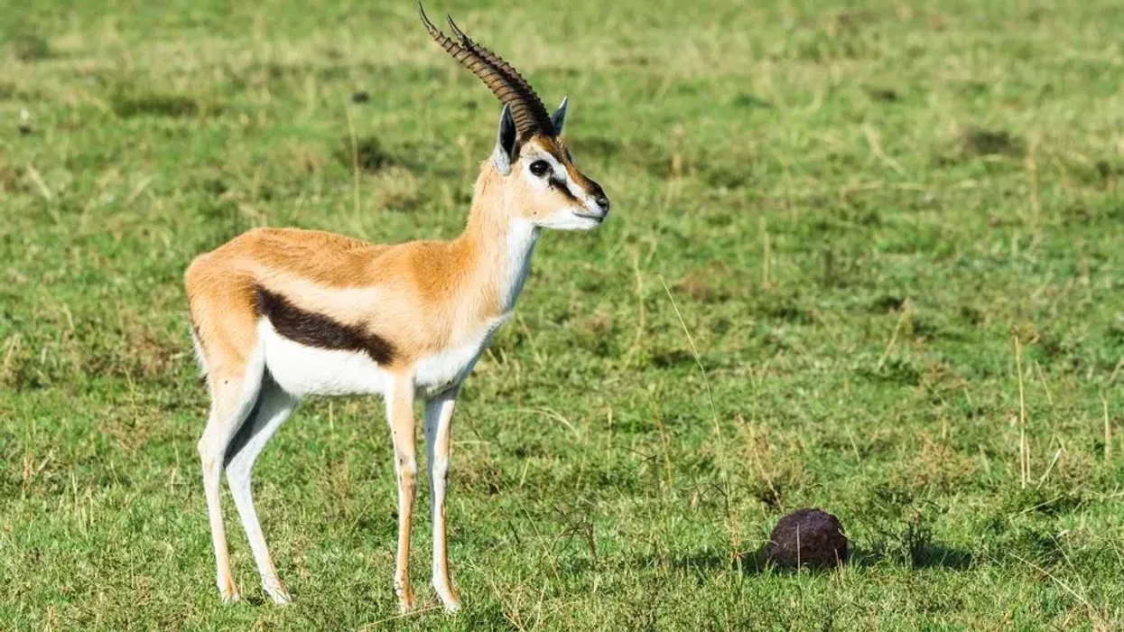 Thomson’s gazelle facts include the fact that it is the most commonly found gazelle in the continent of Africa.