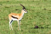 Thomson’s gazelle facts include the fact that it is the most commonly found gazelle in the continent of Africa.