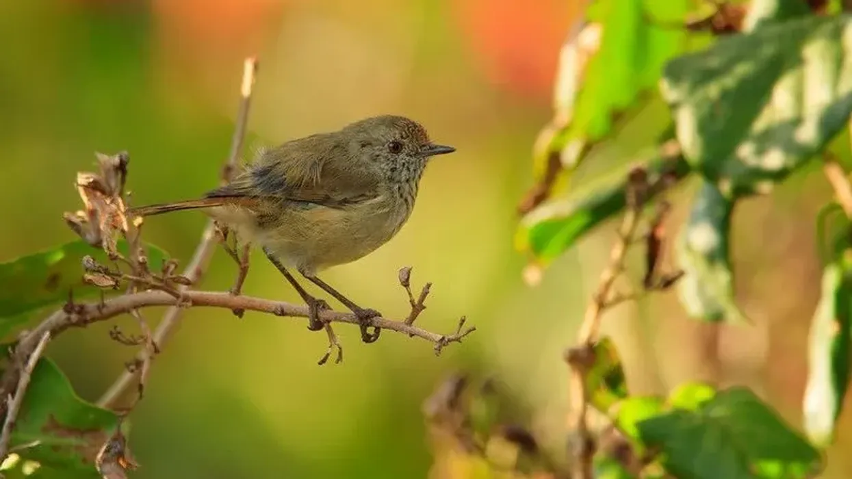 Thornbill facts you have never heard!