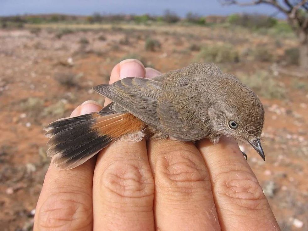 Thornbills have a recognizable undulating flight pattern.