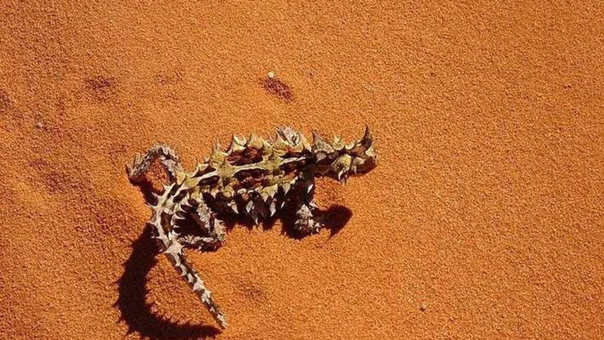 Thorny dragon facts, a lizard that resembles a miniature dragon.