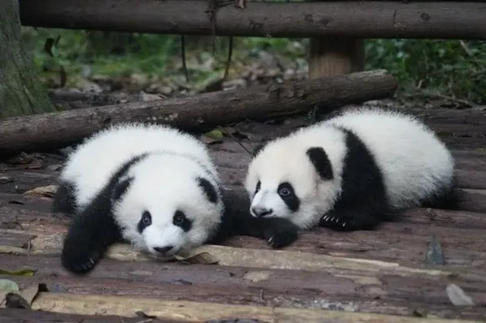 63 Panda Facts: Things To Know About The Cute Little Animals