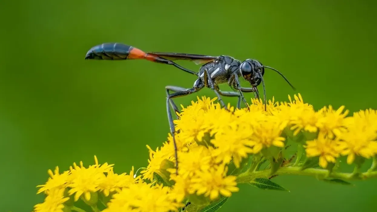 Thread-waisted wasp facts for kids are educational.