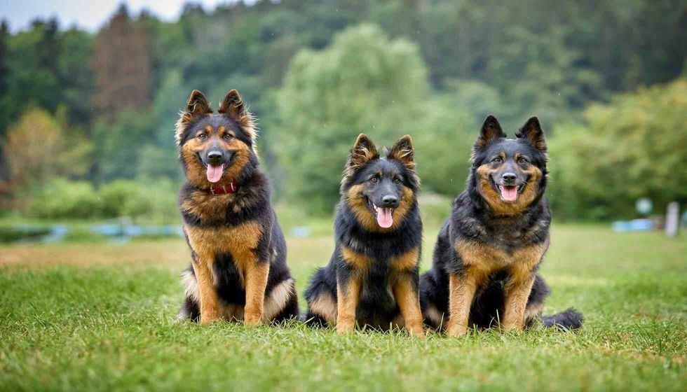 Three Bohemian shepherd dogs.