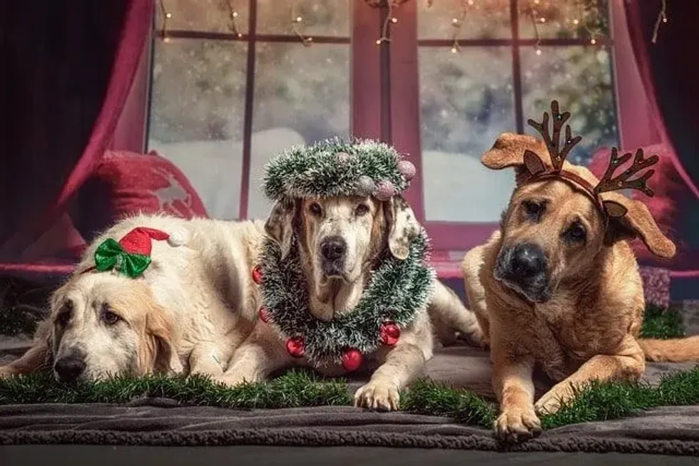 Three cute dogs are wearing christmas decoration items