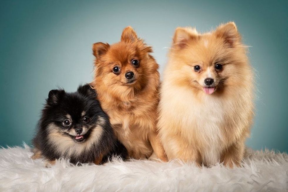 Three cute Pomeranian dogs sitting on white fur blanket