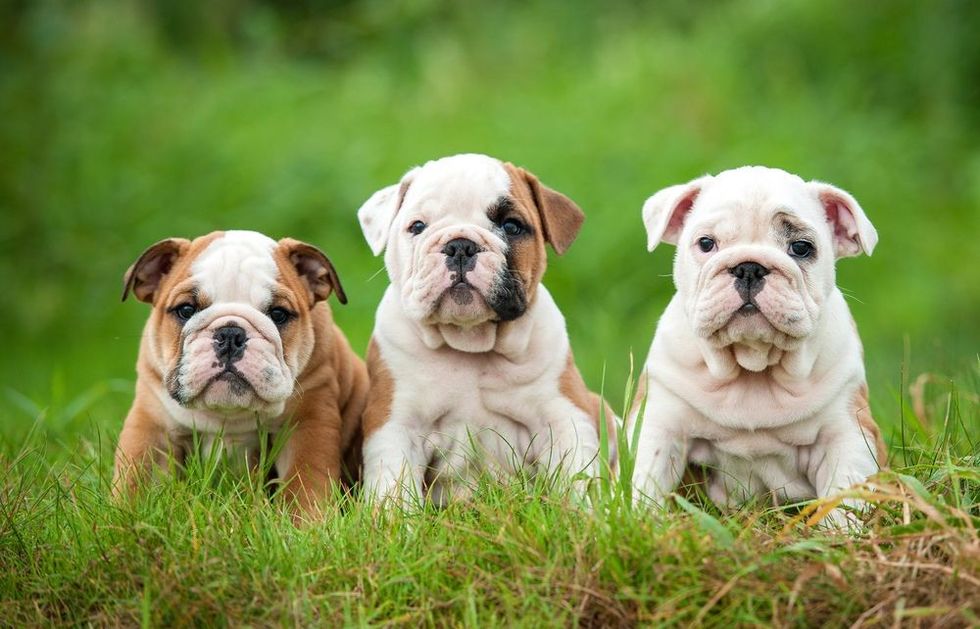 Three English bulldog puppies sitting on the grass