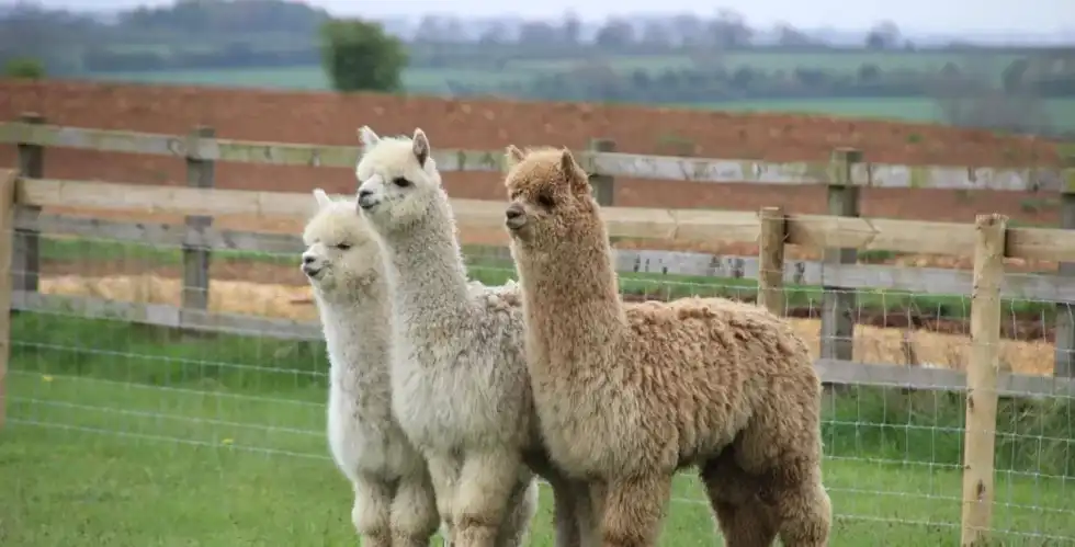 Three fluffy alpacas on the green grass at Fairytale Farm.
