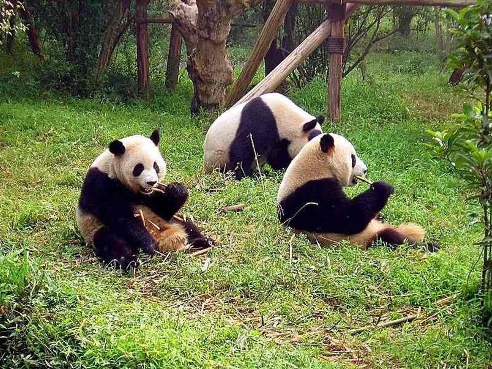 Fun Qinling Panda Facts For Kids | Kidadl