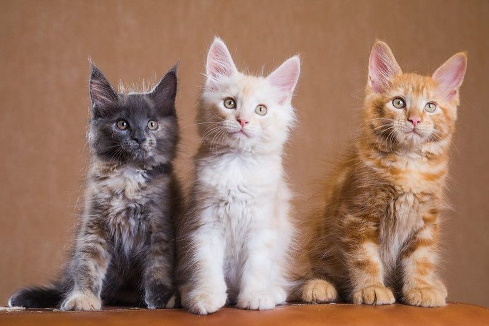 Three kittens sitting together.