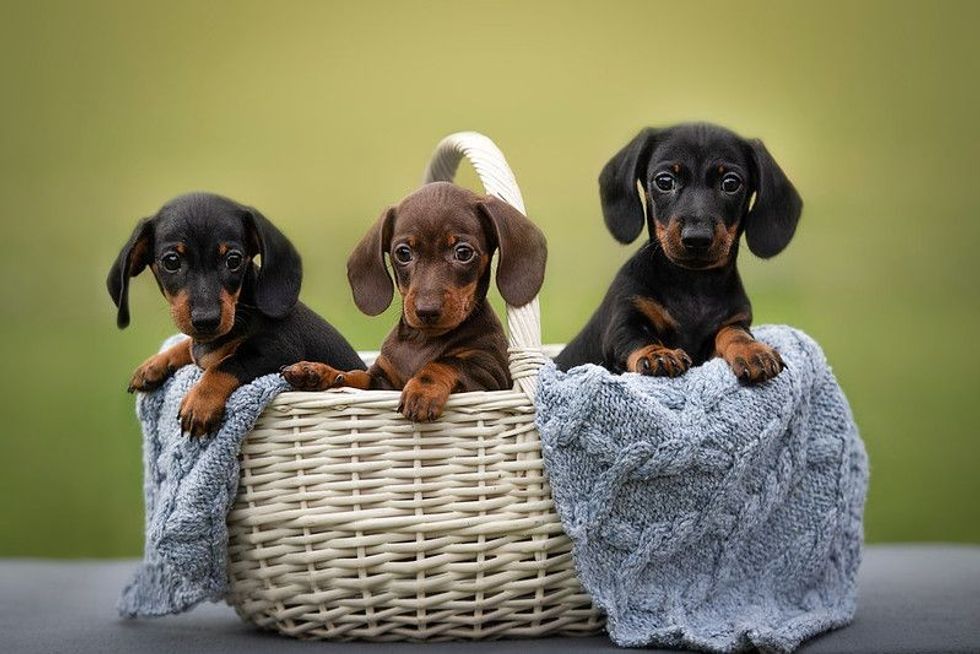 Three little and cute Dachshund puppies