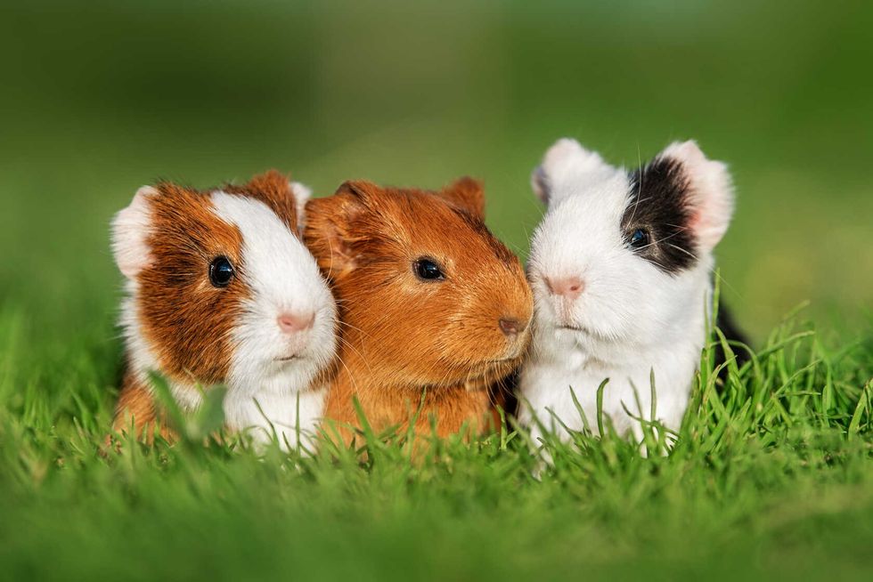 Three little guinea pigs sitting in a row.