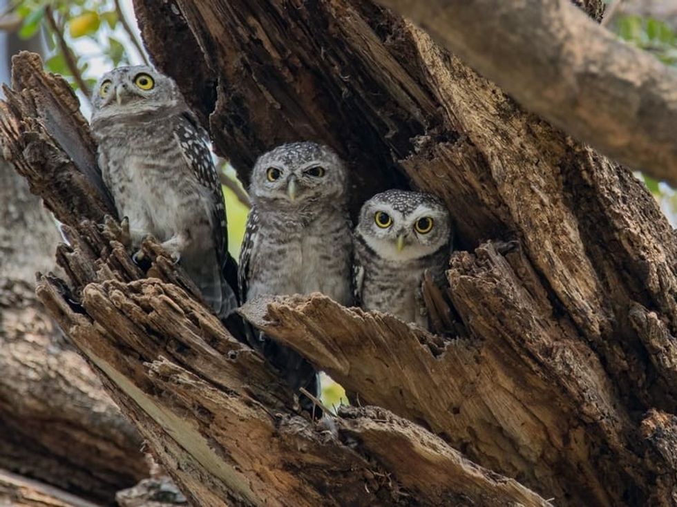 Three Spotted Owlets standing inside the hollow tree trunk