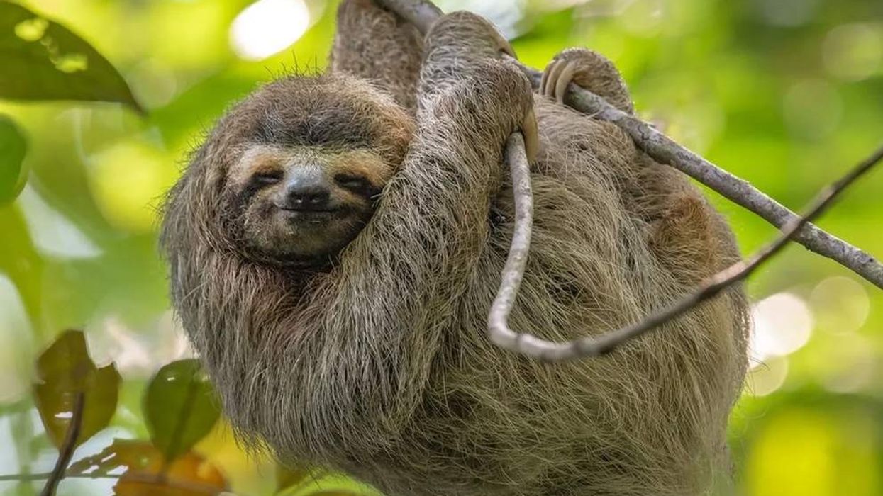 Three-toed sloth facts are entertaining to learn.