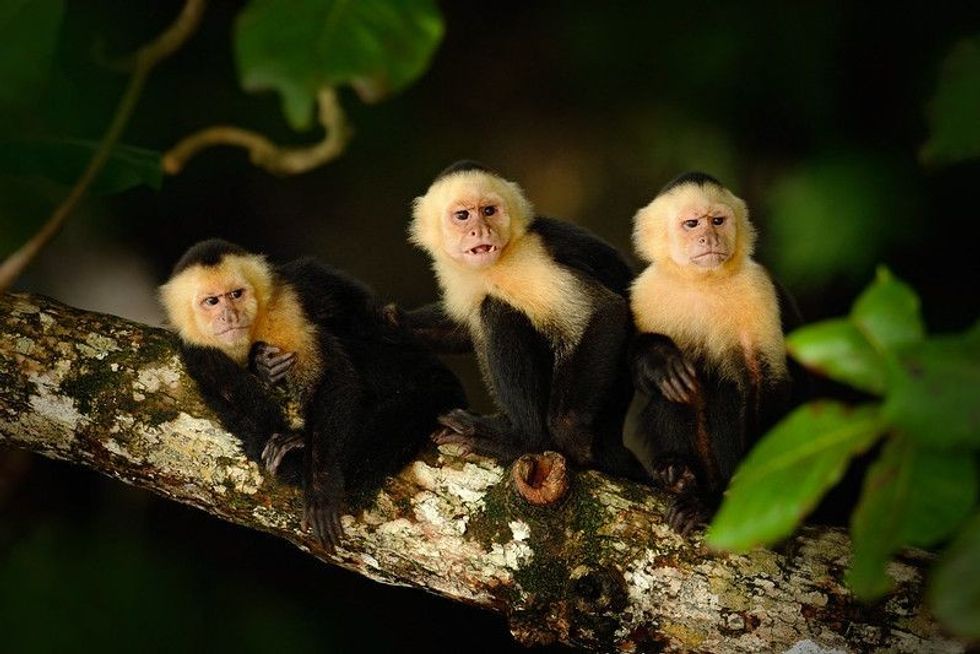 Three White-headed Capuchin, Cebus capucinus, sitting on the tree branch.