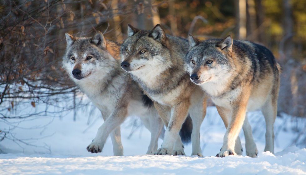 Three wolves marching together.