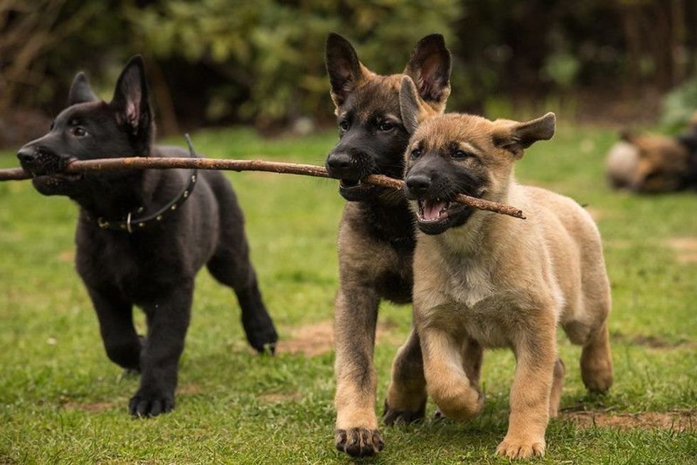 85 Black German Shepherd Names For Your Pawfect Pup | Kidadl