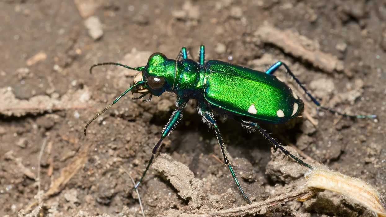Thrill yourself with these amazing six-spotted tiger beetles Facts!