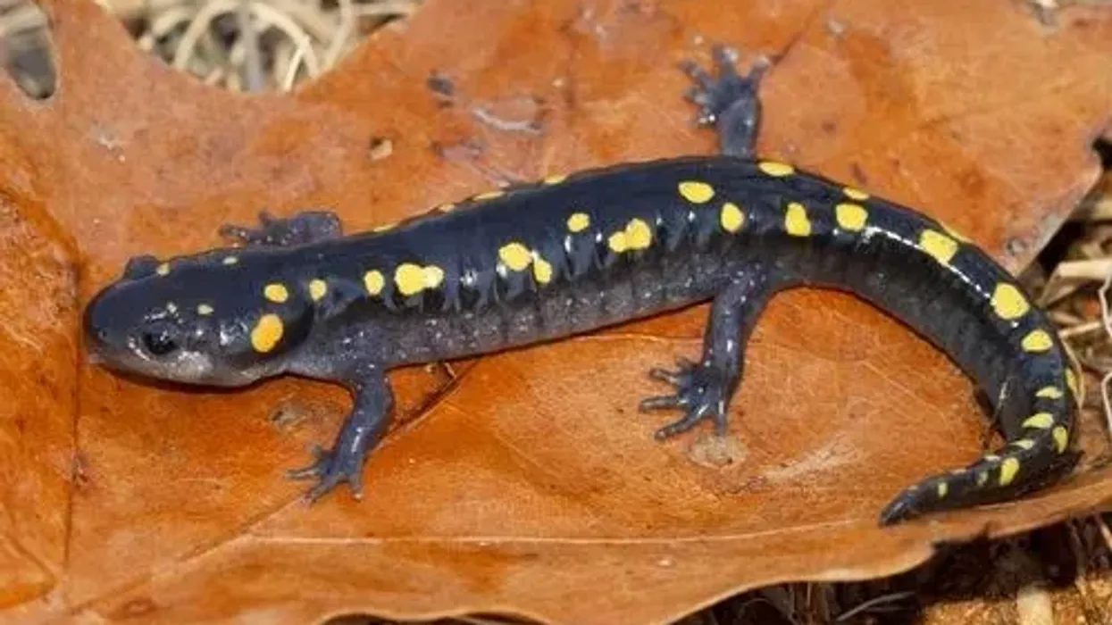 Thrill yourself with these amazing yellow-spotted salamander facts!