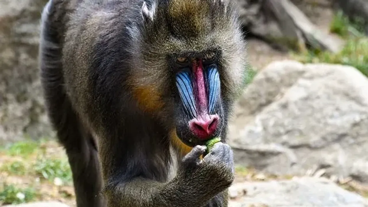 Thrill yourselves with these fun mandrill facts!