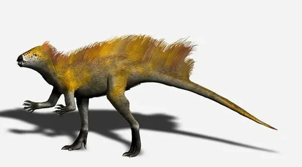 Tianyulong facts include details like these are fox-sized heterodontosaurid.