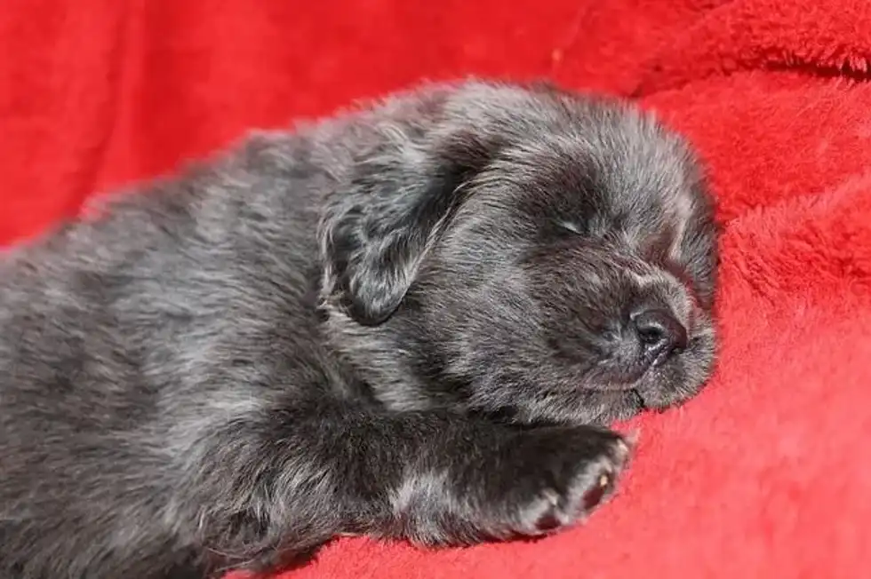 Tibetan Mastiff size gives them a powerful appearance.
