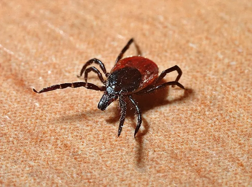Ticks feed on hosts to survive, they can live on humans, on cats, in our houses and even without a host! So how long do ticks live?