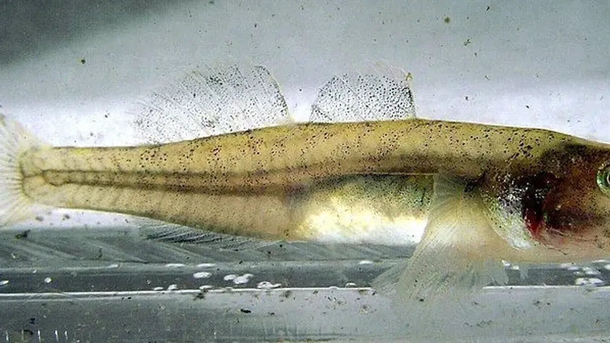 Tidewater goby facts, found in sandy bottoms.