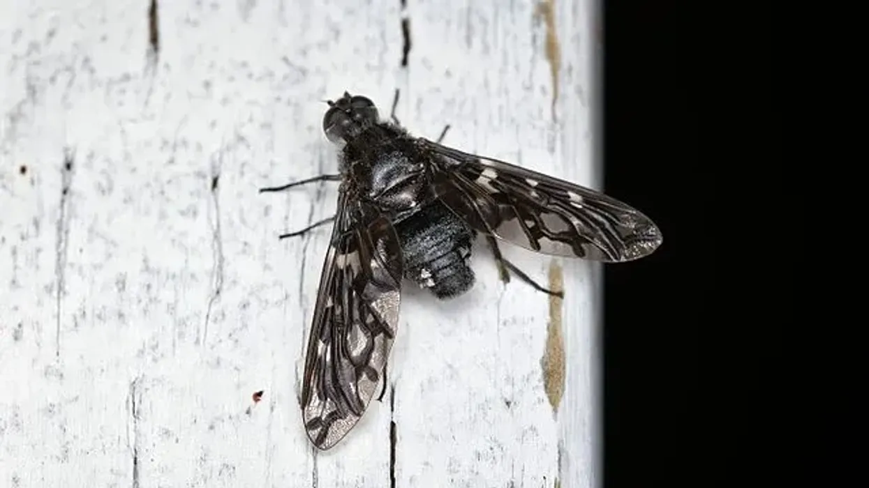 Fun Tiger Bee Fly Facts For Kids | Kidadl