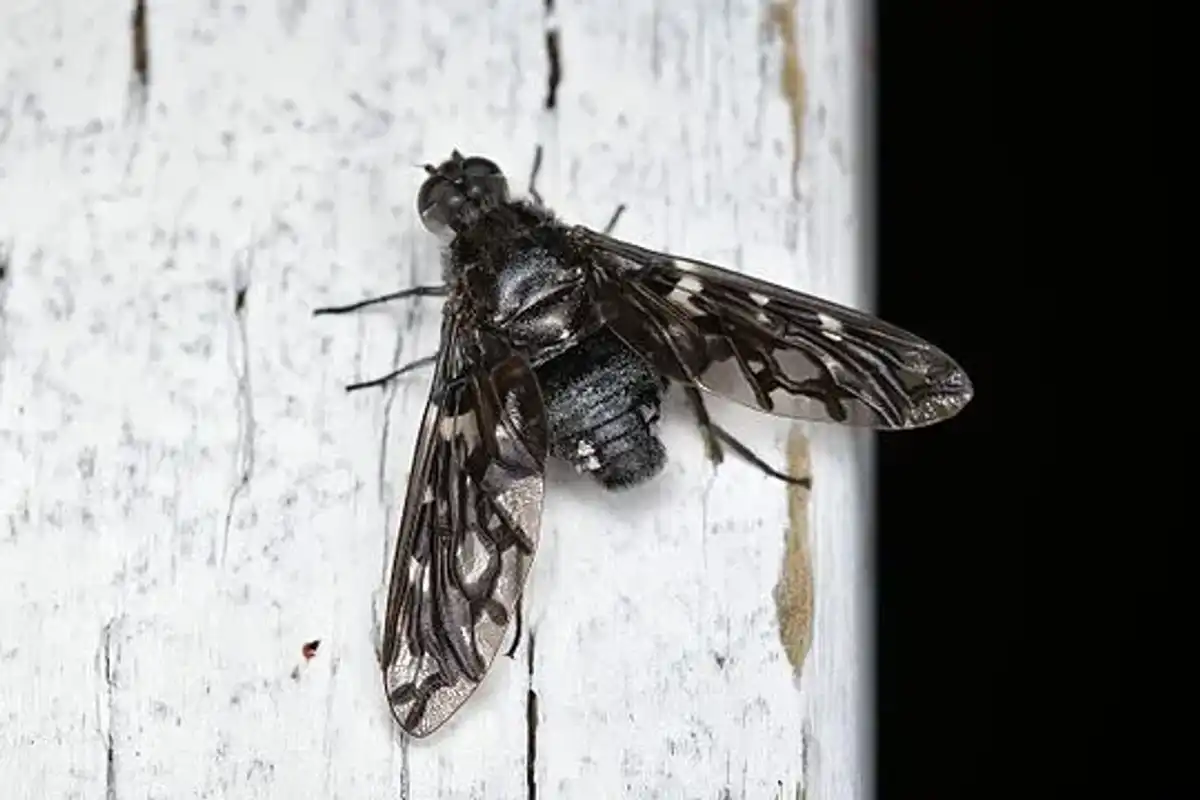 Tiger bee fly facts are interesting.