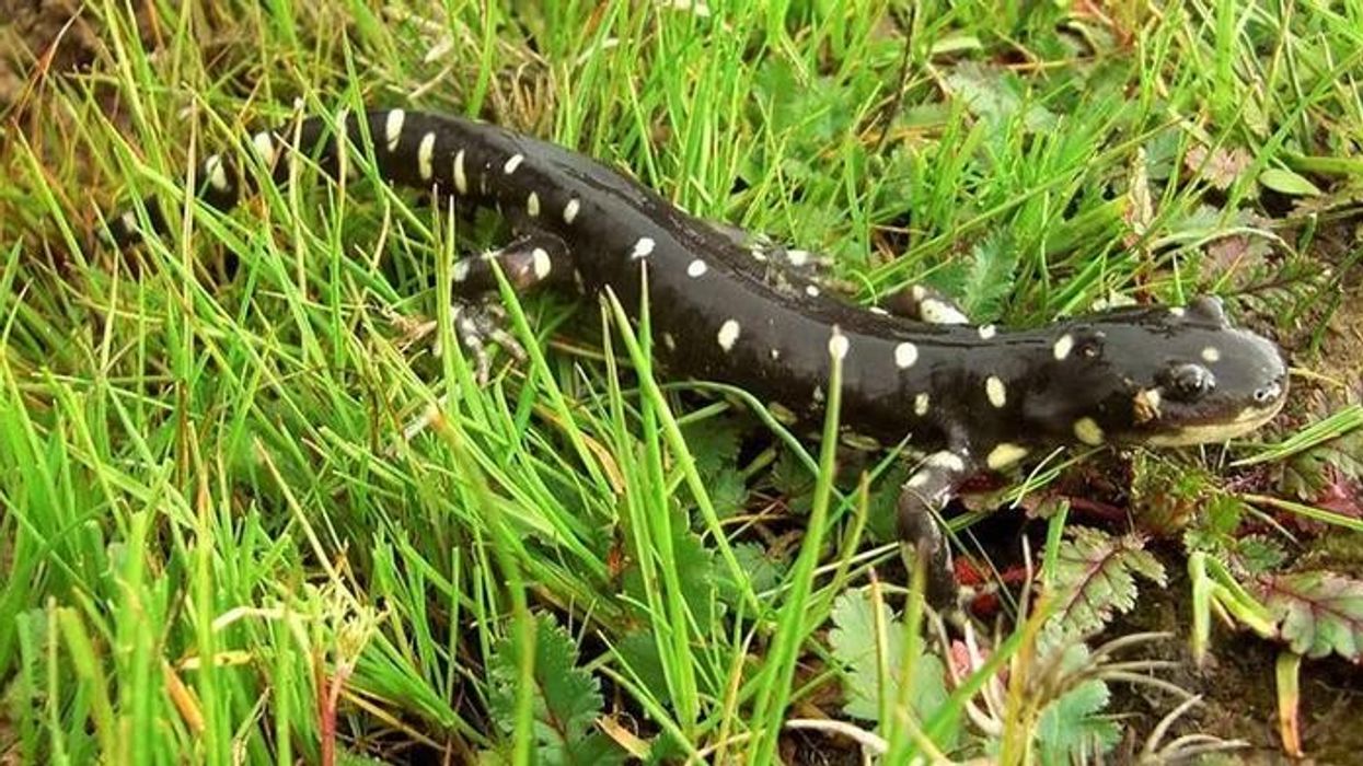 Tiger salamander information on the world's longest terrestrial salamanders.