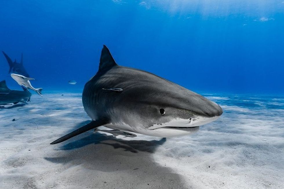 Tiger shark  swimming over the reef.