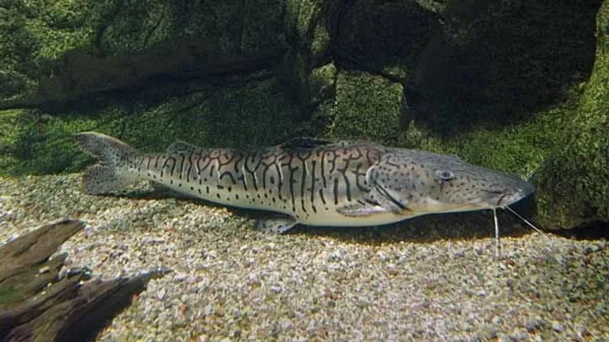 Tiger shovelnose catfish facts about the large catfish found in freshwater rivers