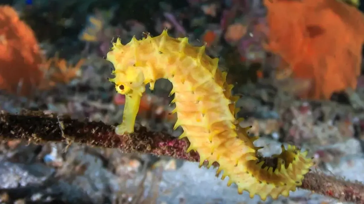 Tiger tail sea horse facts, they're known as the sea assassins.