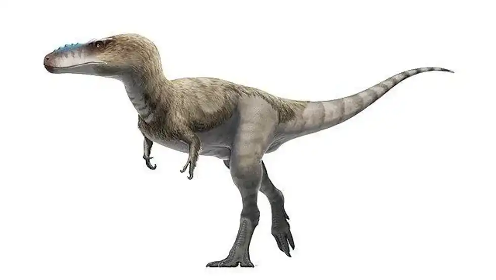 Timumus facts tell us how the type is named after the son of Patricia Vickers-Rich and Thomas Rich.
