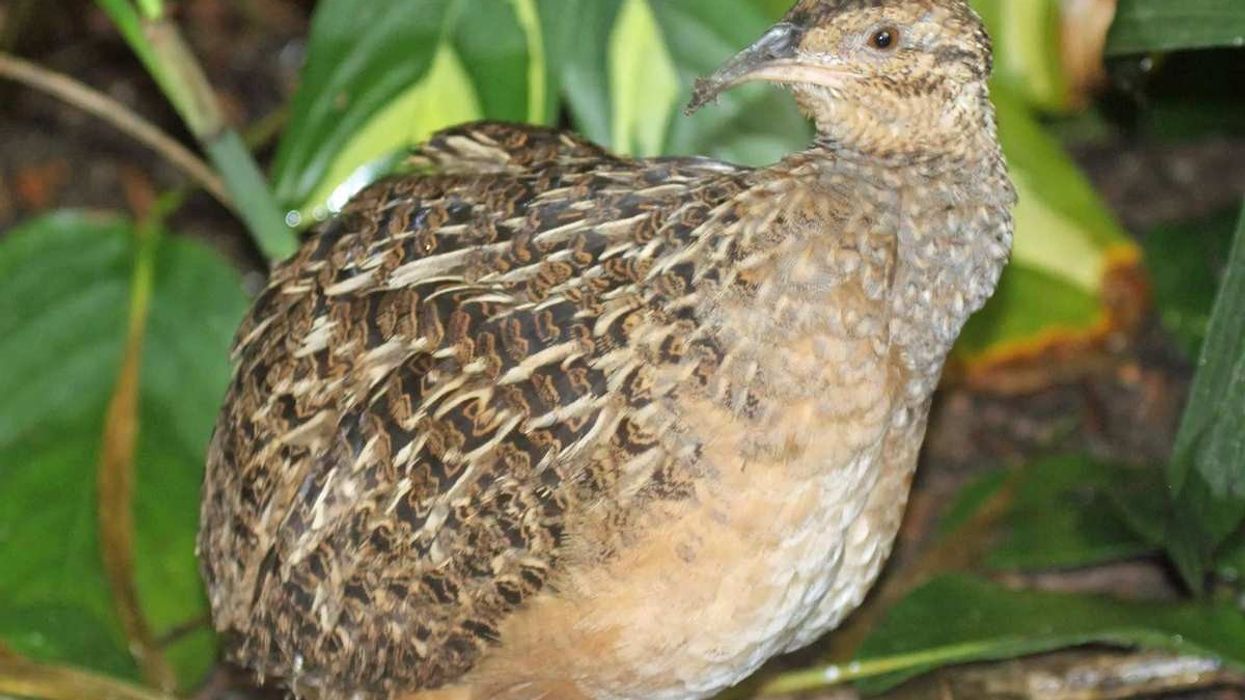 Tinamou facts are all about the Tinamidae family of birds.
