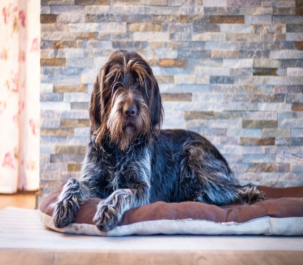 Tired Bohemian Wire-haired Pointing Griffon lies on a purple mat.