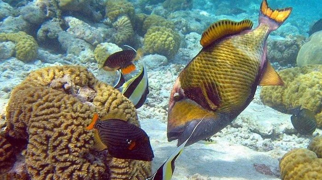 Titan triggerfish information about the Balistidae family of fish found on coral reefs.