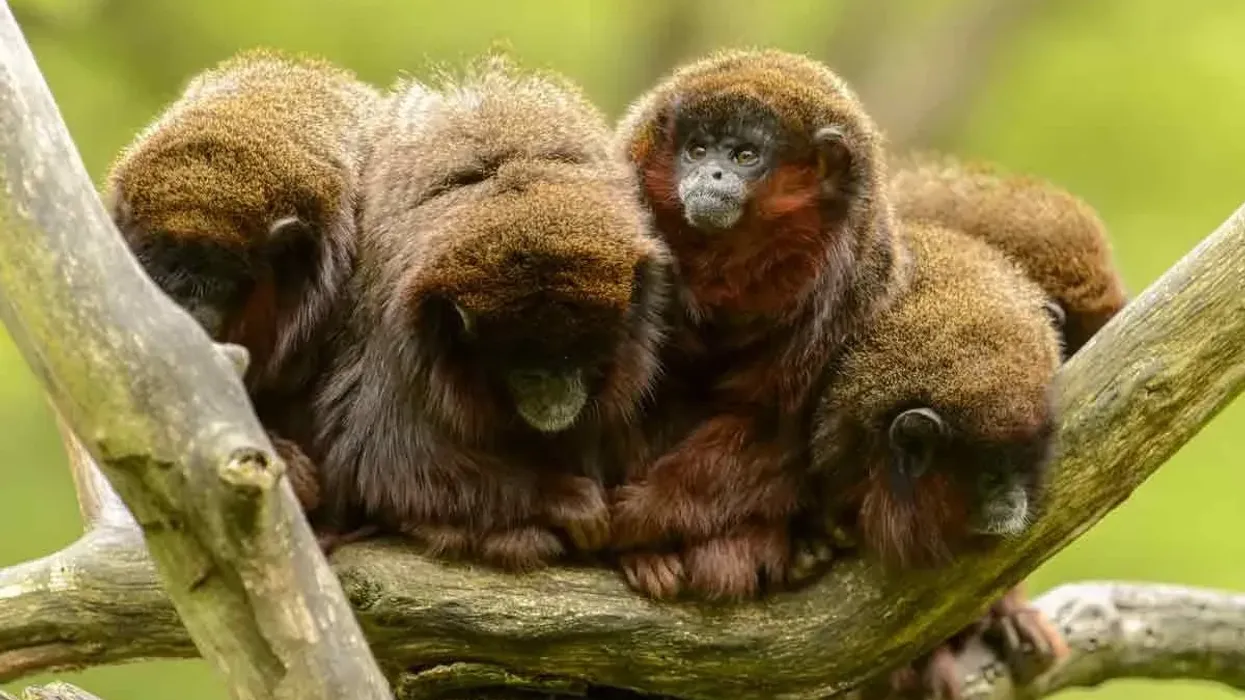 Titi monkey facts about a new world monkey indigenous to northwest South America