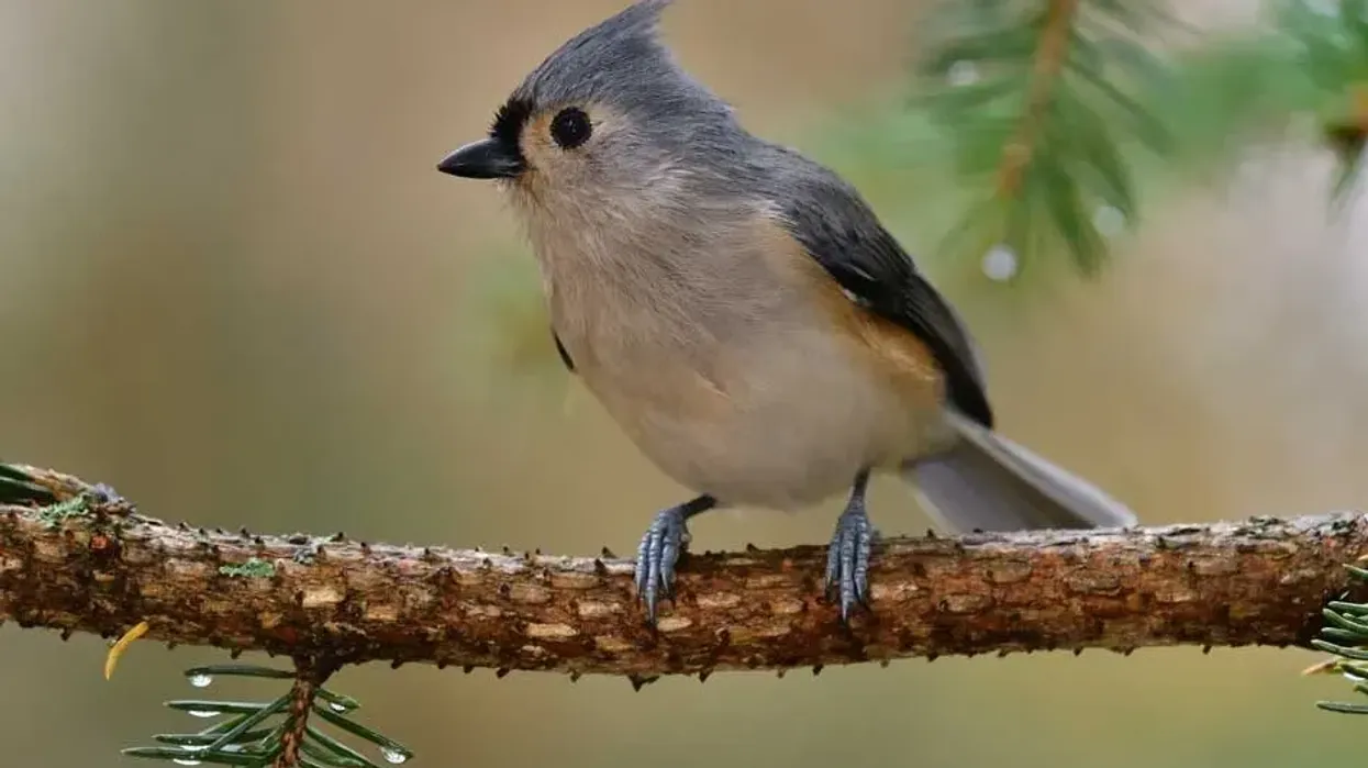 Titmouse facts like they are frequent visitors of backyard bird feeders are interesting