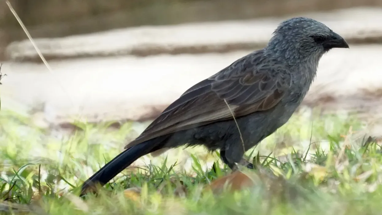 To explore more about this bird, read these apostlebird facts.