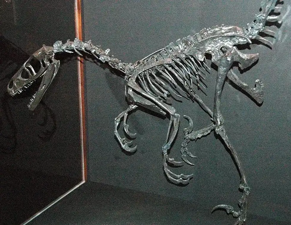 To explore more about this dinosaur, read these Unquillosaurus facts.