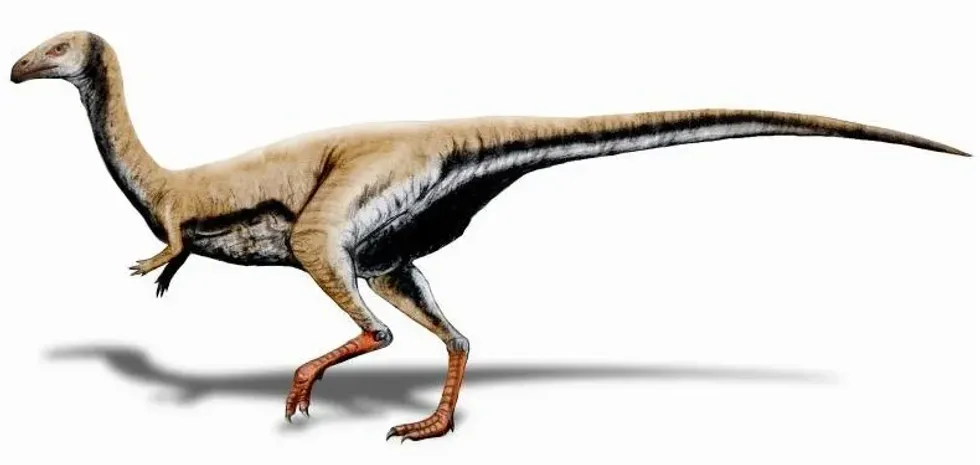 To explore more about this dinosaur species, read these Limusaurus facts.