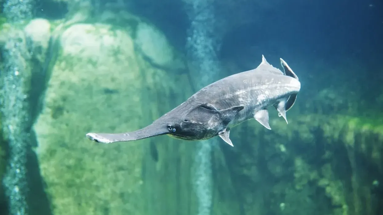 To find out about this unique fish, read these paddlefish facts.