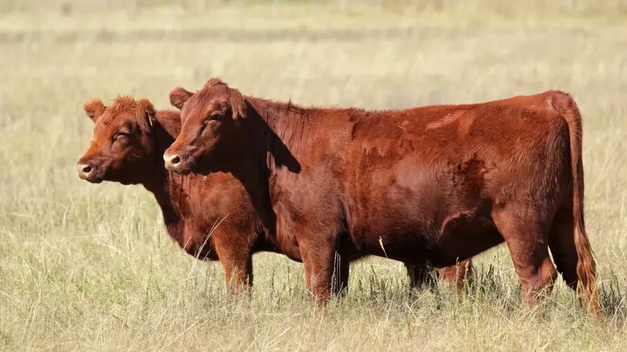 To get to know more about the Red Angus cattle, read these Red Angus facts.
