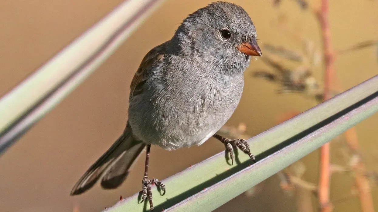 To get to know more about this bird, read these Black-chinned Sparrow facts.