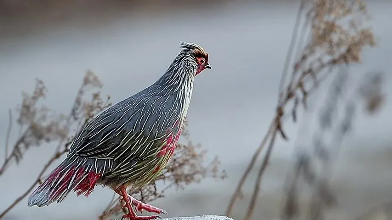 To get to know more about this bird, read these blood pheasant facts